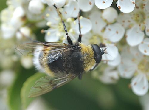Pocota personata
